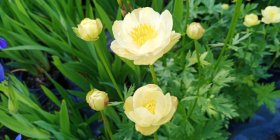 Trollius cultorum 'New Moon' aed-kullerkupp